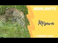 Highlights Misava male leopard 1st February 2023