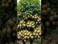 enjoy the wonderful fruit nature 9 #satisfying#nature#fruit#garden#farm#vegetables#foryou