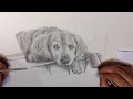 Drawing Process: Nero the dog pet portrait drawing in time lapse