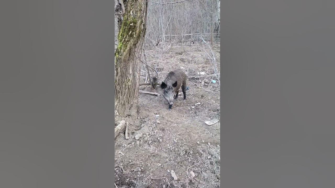 Дивља свиња - Долина Пчиње - YouTube