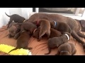 AKC Chocolate Labradors Day 26 - First time outside!