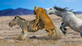 LOS 45 ANIMALES SE METIERON CON EL OPONENTE EQUIVOCADO...PAGANDOLO Muy Caro o No ! by WILD ANIMALS salvajes 1,246,953 views 1 year ago 20 minutes