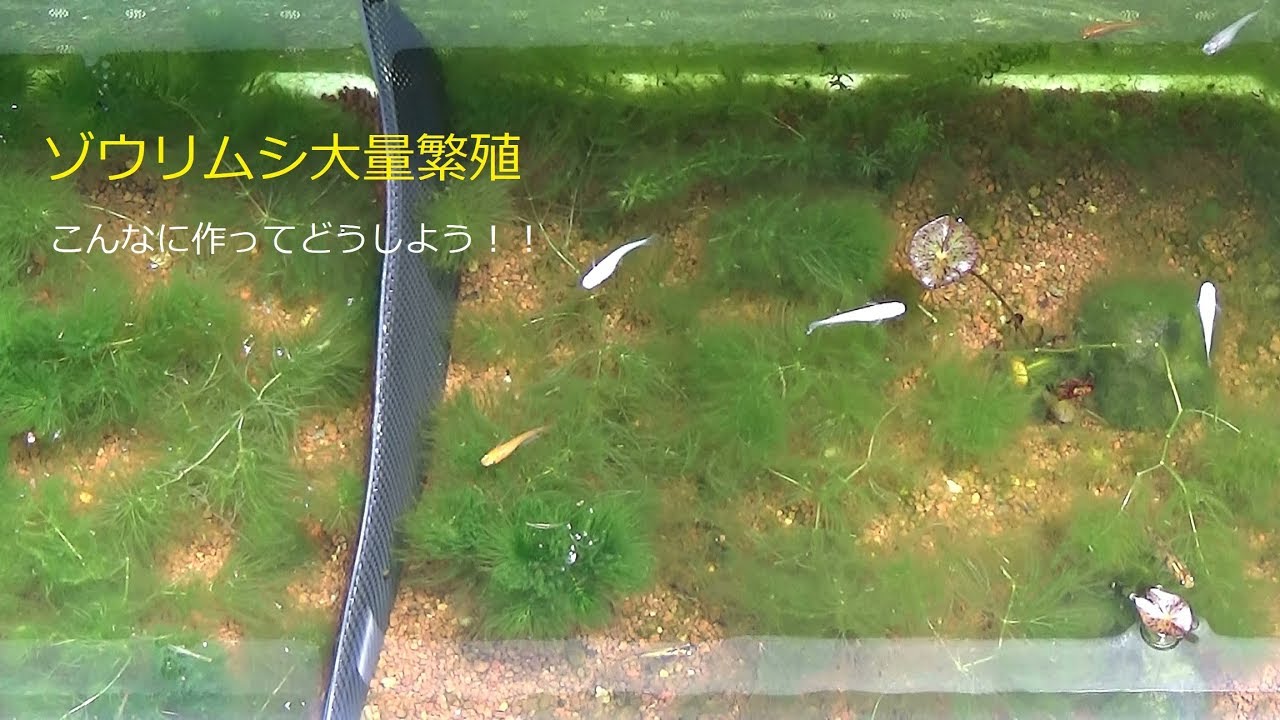 アオミドロ Vs オキシドール Youtube