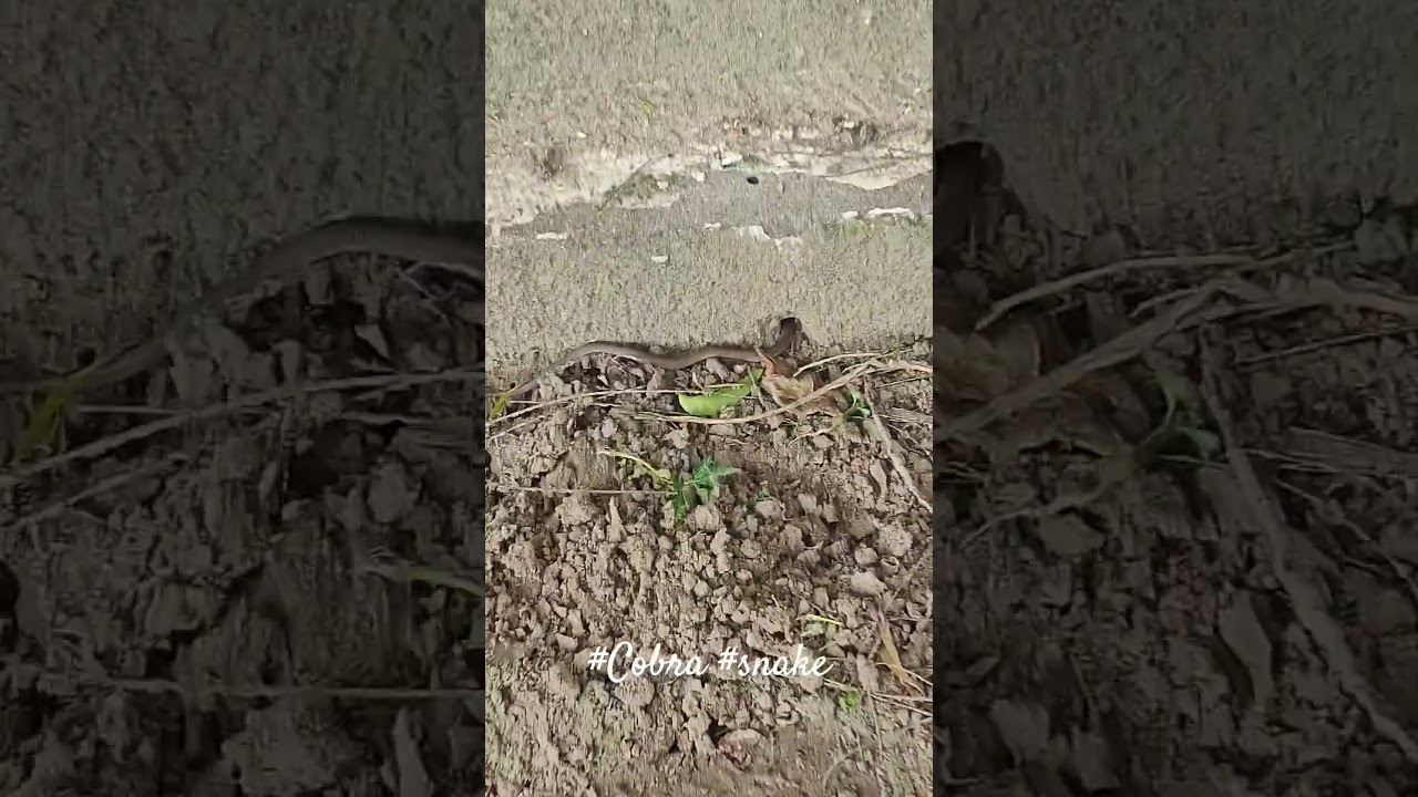 在 YouTube 上觀看「This Baby Cobra Almost Came Inside #🐍 #shorts #viral」 在 YouTube 上觀看「This Baby Cobra Almost Came Inside #🐍 #shorts #viral」