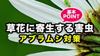 草花に寄生する害虫 アブラムシ