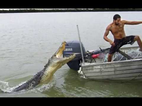 crocodiles in the  streets of Australia, floods in Northern Queensland