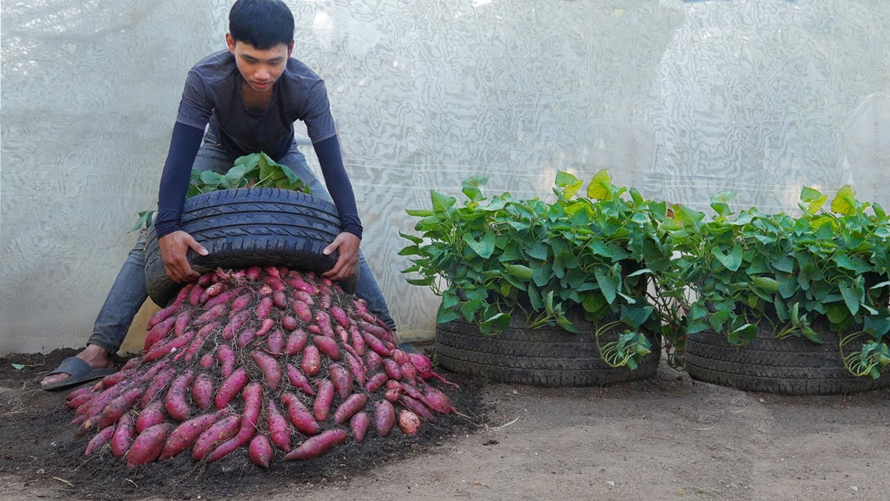 The Secret to Growing Sweet Potatoes Year Round with Minimal Effort and Big Harvests