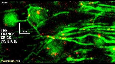Super-resolution imaging of ex-vivo mouse heart tissue using single molecule visualization.