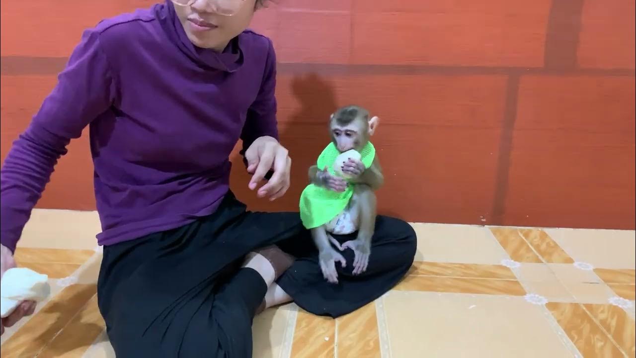 Smart Baby Monkey ROJO Wake Up So Early In The Morning Calling Mommy smart-baby-monkey-rojo-wake-up-so-early-in-the-morning-calling-mommy