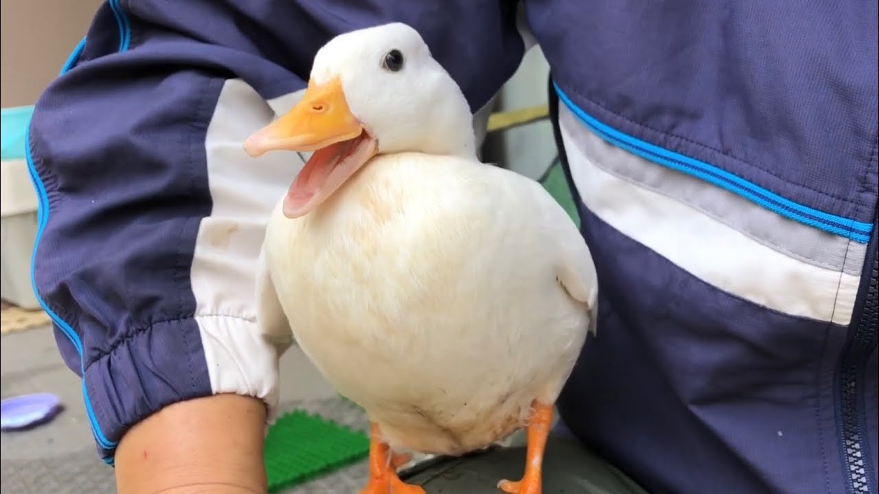 コールダックとお庭で遊ぶ