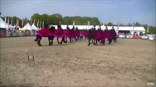 Animal Event Paarden Carrousel 2015