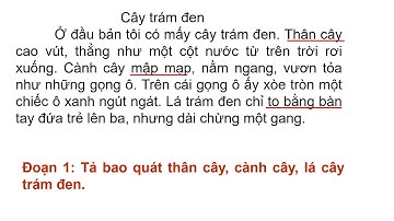 Tiếng Việt 4 - ĐOẠN VĂN TRONG BÀI MIÊU TẢ CÂY CỐI