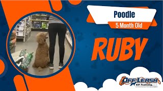 Ruby | 5 Month Old Poodle | Off Leash Poodle Trainers, Columbus