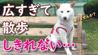 バラ園で有名な敷島公園に行ったら広すぎてお散歩しきれなかった柴犬