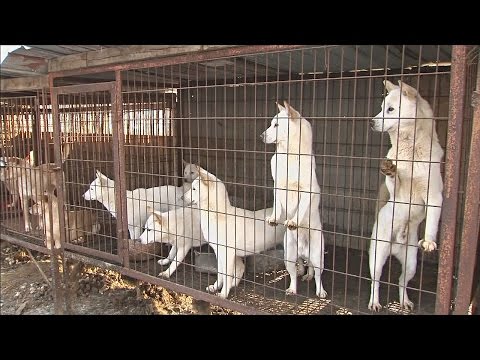 Выращенных для забоя собак спасли в Южной Корее (новости)