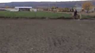 Palomino Mare Trotting