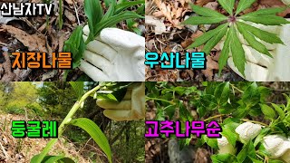 맛좋은 산나물 종류 구별 지장나물 우산나물 곰취 삿갓나물 고추나무순 둥글레 은방울꽃 풀솜대 비비추 개두릅 약초 버섯 봄나물 초보자 항암 자연 건강