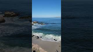 La Jolla Beach, San Diego#sandiego #lajolla #california #sealions  #cruise #disneymagic #cruiseship