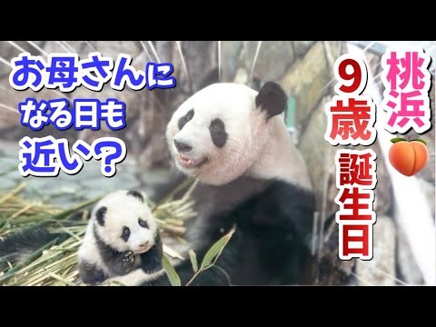 【中国🐼桃浜と桜浜】お誕生日特集〜！アドベンチャー出身の女子はみんな強い子だ〜❗️もうすぐお母さんか⁉️