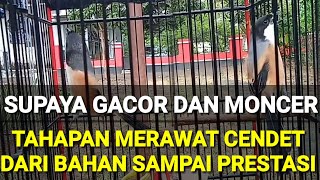 CARA MERAWAT CENDET SUPAYA GACOR DARI BAHAN DAN SAMPAI PRESTASI,