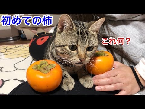 猫が初めて柿を食べるとこうなりますｗ