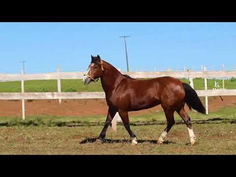 LOTE 12 - QUEIMADA DO RIBEIRÃO BONITO