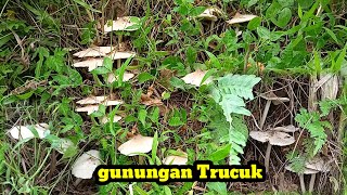 TUMPUKAN JAMUR TRUCUK SEPERTI GUNUNG.