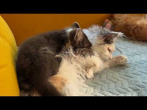 Sable meets cats