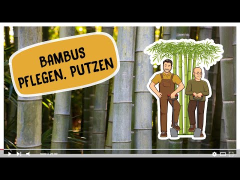 Video: So Pflegen Sie Bambus