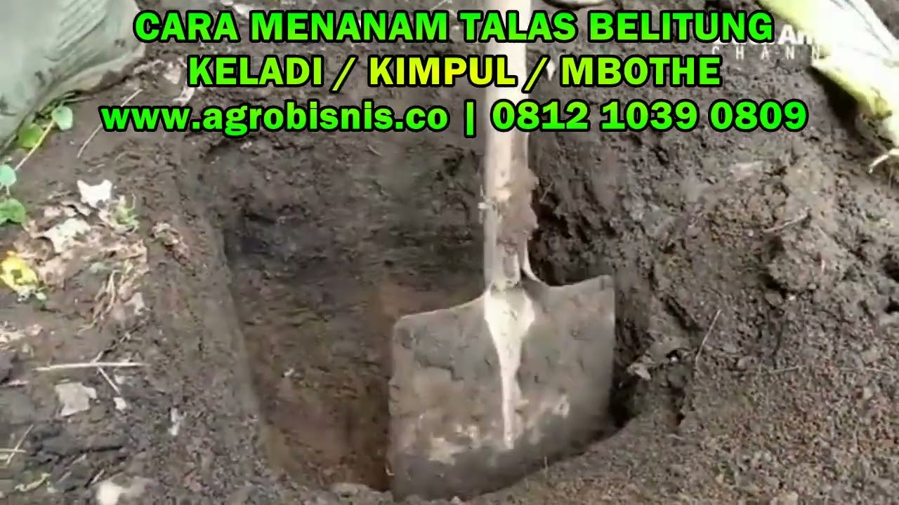 CARA MENANAM TALAS BELITUNG, sekali tanam berkali-kali panen