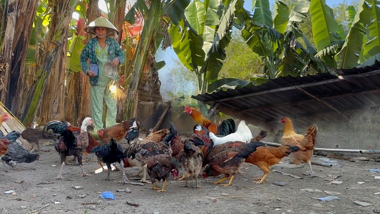Relaxing Morning on the Farm | Chickens and Ducks