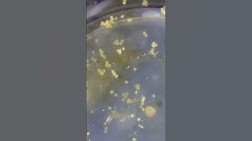 trứng cá chuột lần đầu đẻ