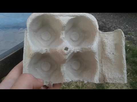 How to care for a grasshopper/habitat