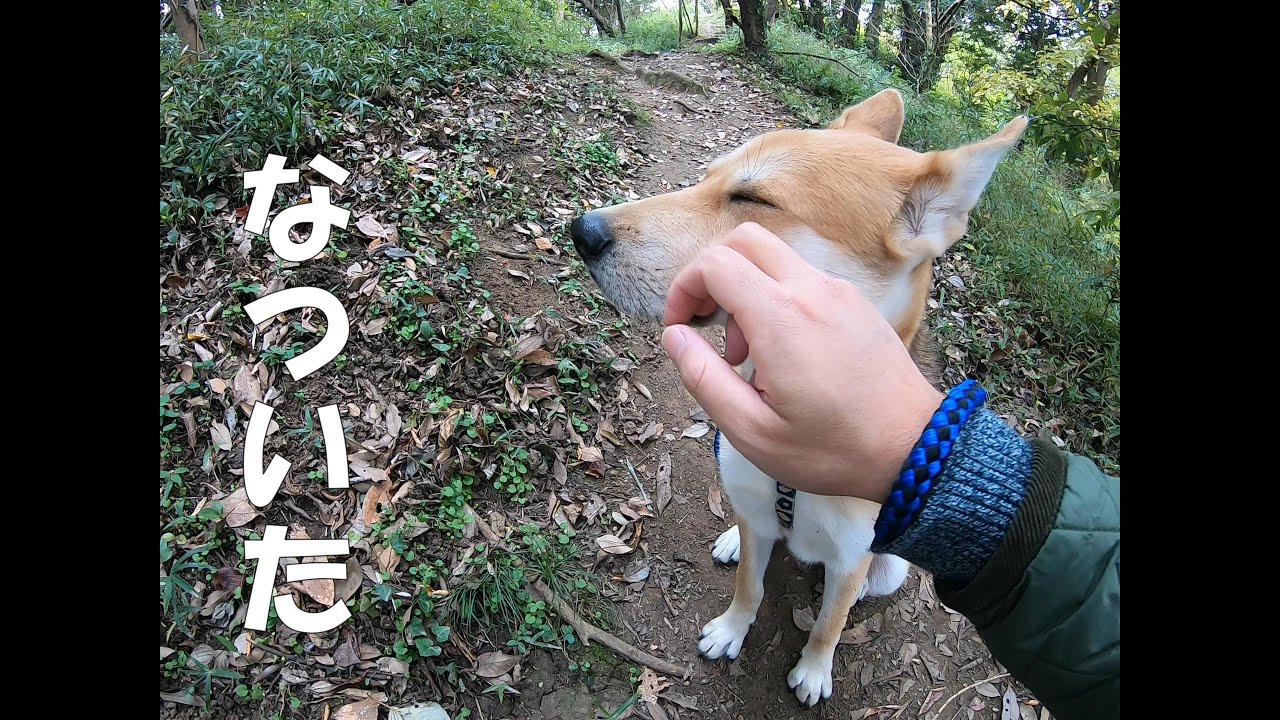 元保護犬 元野犬が初めて遊びに誘ってくれた Youtube