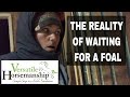 The Reality Of Waiting For A Mare To Foal // Versatile Horsemanship