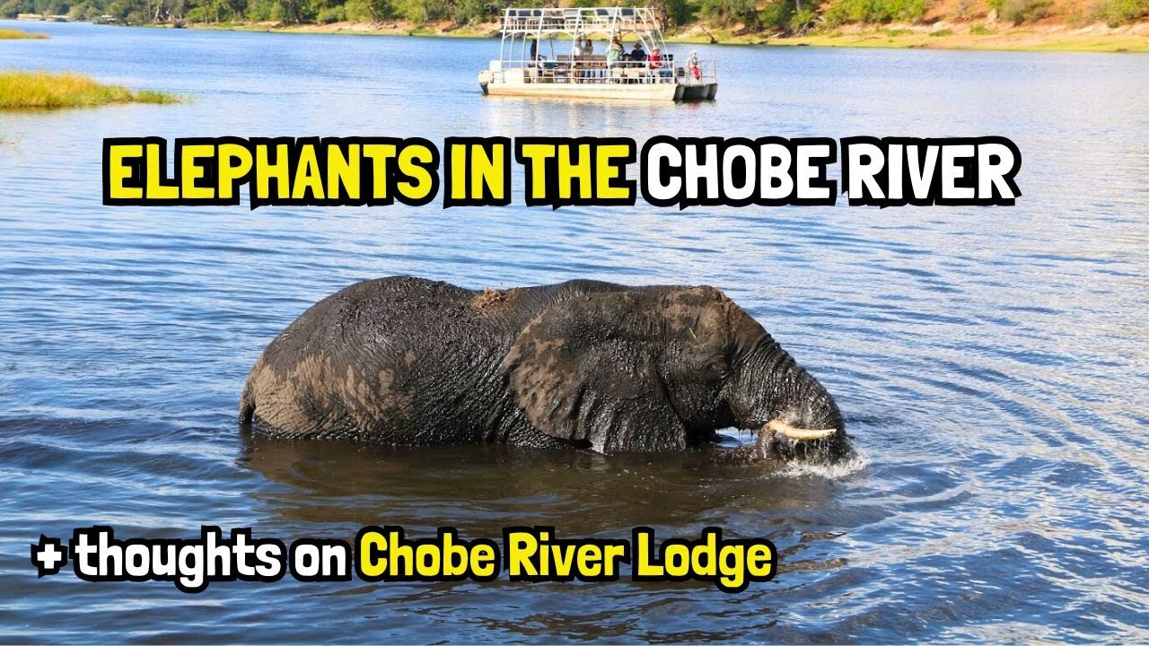 Умеют ли слоны плавать? + Насколько хорош Chobe Safari Lodge? Эпизод 14 #botswana #boattrip #safa...