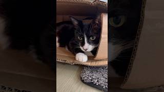 It’s the viral cat in box! #cat #ytshorts #viralpets #catsoftiktok #catsofinstagram #shorts #pets