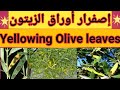 أسباب إصفرار أوراق الزيتون وتساقطها        