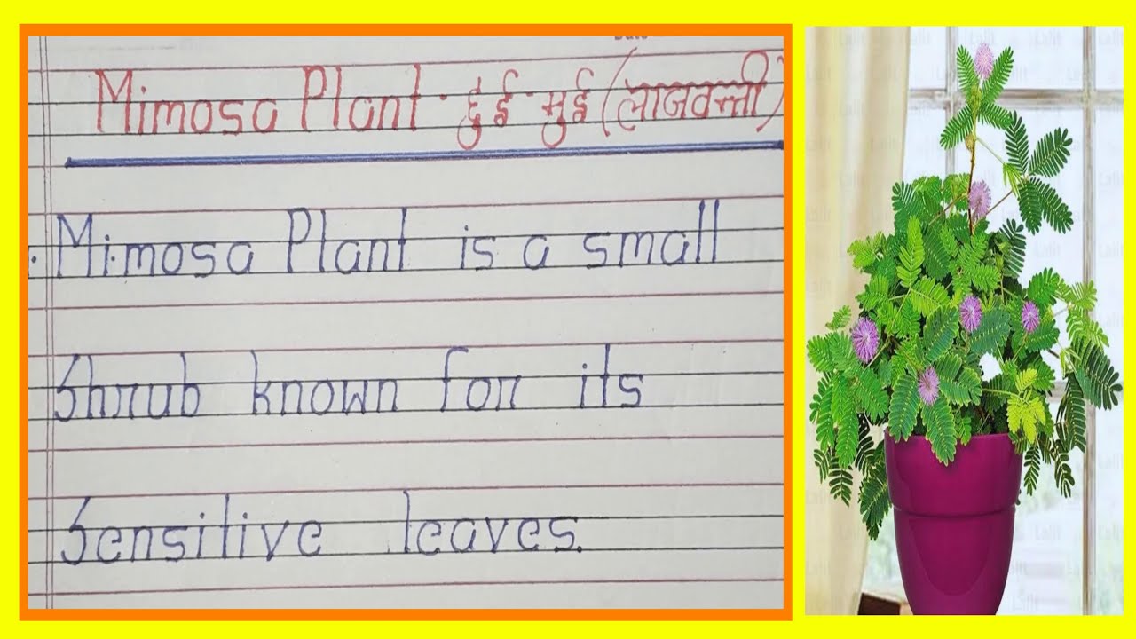 10 Lines on Mimosa Plant in English | Essay on Chi Mui in English | Chhui Mui Lajwanti English Essay