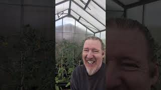 Alles muß raus - Tomaten und Paprika verlassen das Gewächshaus #tomate #garten #selbstversorger