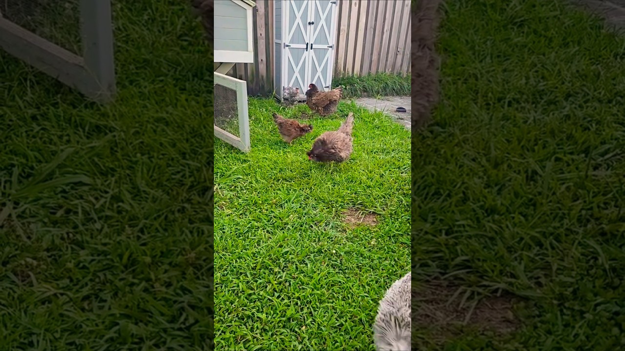 Chicks Meet The Big Girls - First Introduction