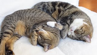 シンクロ寝なまる＆はなと、ポケットに入りたいみり。-Maru&Hana sleep in sync, and Miri wants to be in my pocket soon.-