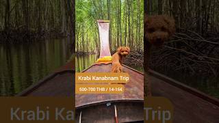 #shortsvideo #viral #hund #shortsviral #thailand #dog #reisen #reisenmithund #backpacking #weltreise