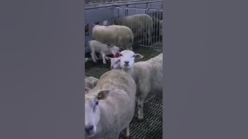 Sheep Farm #shorts #sheep #youtubeshorts #shortsfeed