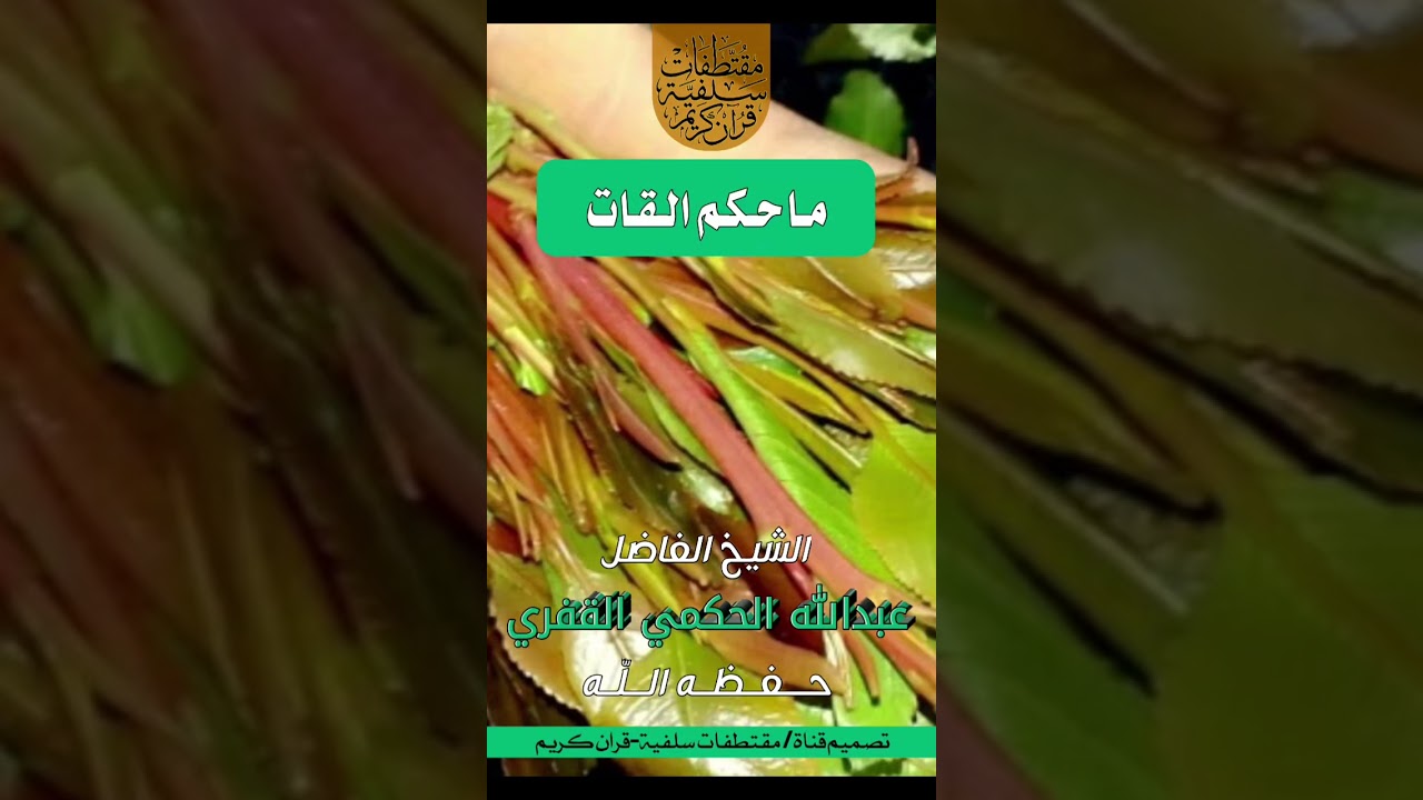 هل القات حرام او حلال 