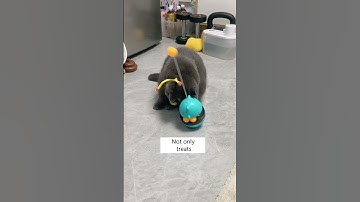 Toy That Train Your Cat’s Intelligence!