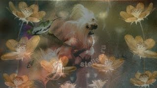 День Святого Валентина (китайская хохлатая) День Святого Валентина (китайская хохлатая)