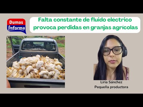 Piden solución a problema de distribución de energía eléctrica por muerte de pollos