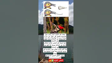 هل تعلم ان نقار الخشب يمتلك لسان يلتف حول الجمجمة بالكامل لكي يعمل علي تثبيت المخ ويمنعه 