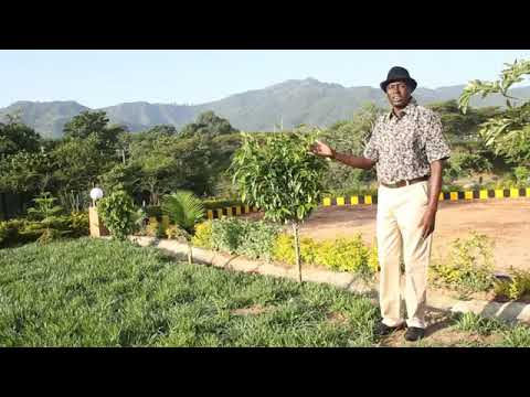 Kingun Yesu By Lotelemoi